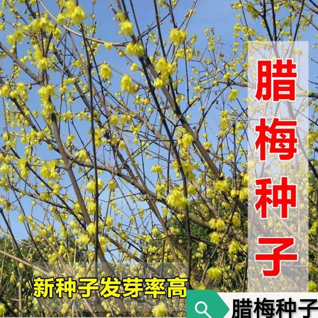腊梅种子 梅花种子 黄花 红花 腊梅树种子 花树种子 耐寒花种子