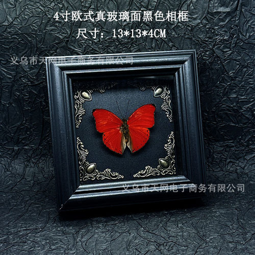 紫星蛱蝶真蝴蝶标本艺术摆件客厅