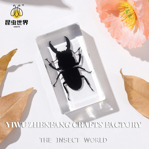 昆虫树脂标本合集琥珀礼物