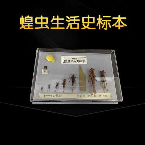 蝗虫生活史标本生物实验仪器教学实验用品生物实验器材