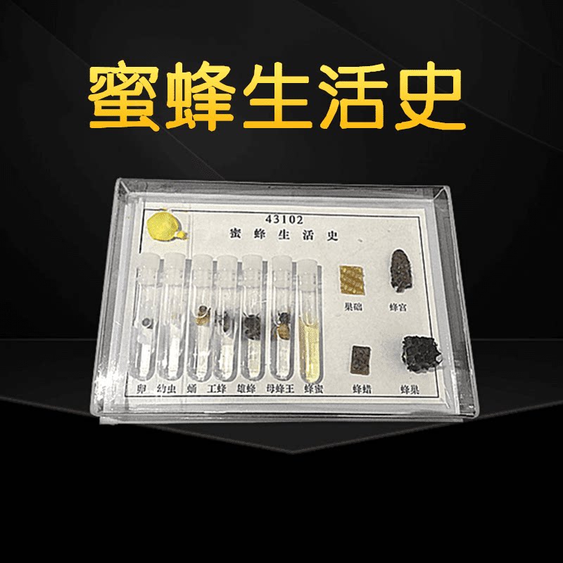 蜜蜂生活史标本生物类昆虫实验标本科学实验教学生物蜜蜂演变过程