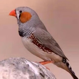 灰色白色驼色可爱小型观赏鸟笼养鸟珍珠鸟健康可繁殖可手养