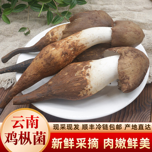 野生火把鸡枞菌鲜鸡纵菌新鲜菌菇
