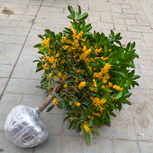 庭院桂花树苗春域四季桂花树苗