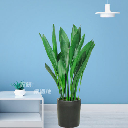 一叶兰室内吸喜阴耐寒喜阴