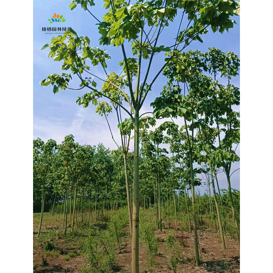 青桐树苗行道树乔木绿化苗木庭院种植梧桐树苗风景树行道树青桐苗