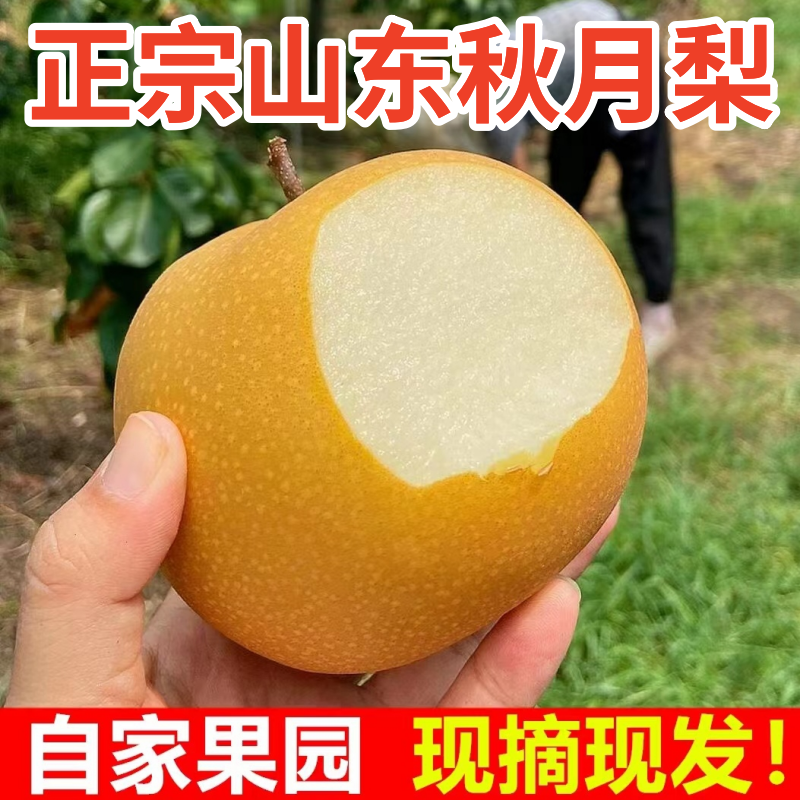 2025新山东正宗秋月梨纯甜无渣