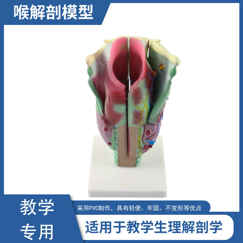 喉解剖构造模型(喉头放大) 喉咽腔 耳鼻喉科 喉头喉部发音结构功能