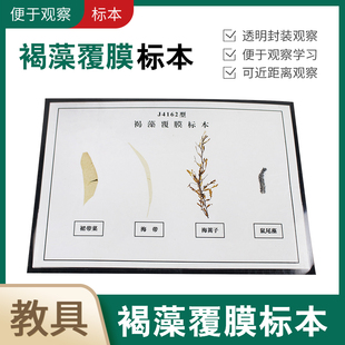褐藻覆膜标本 褐藻类植物原色覆膜标本生物教学仪器实验器材