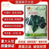 豫艺山竹M17M28菠菜种子精品杂交高产抗病黑油亮菠菜种籽原装 正品