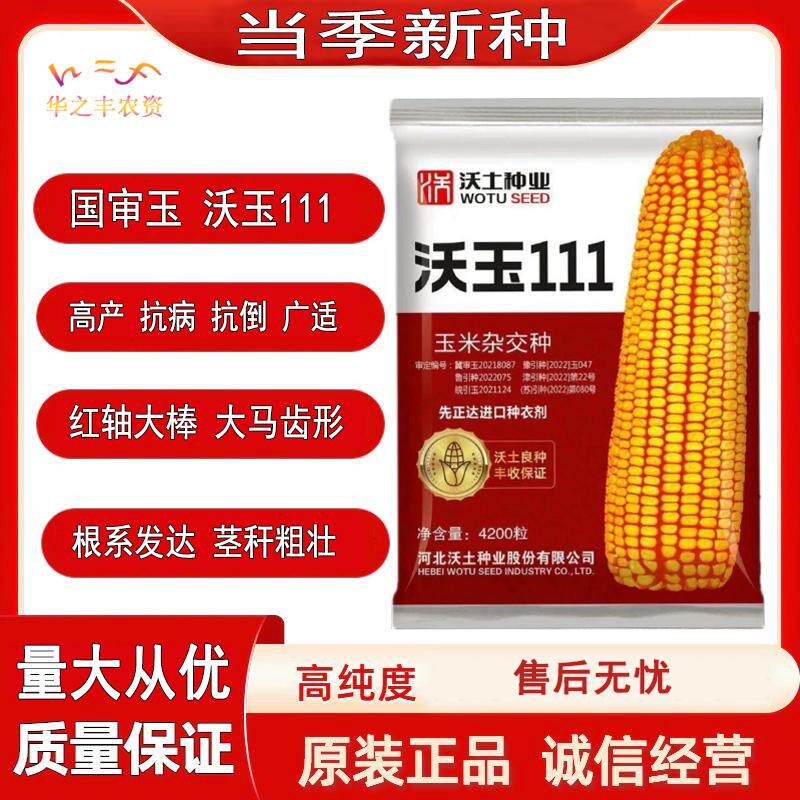 沃玉111玉米种子高产抗倒抗病杂交玉米种籽马齿型半圆穗早熟耐热