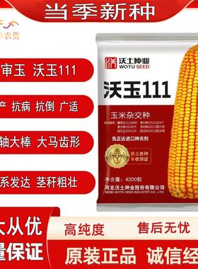 沃玉111玉米种子高产抗倒抗病杂交玉米种籽马齿型半圆穗早熟耐热