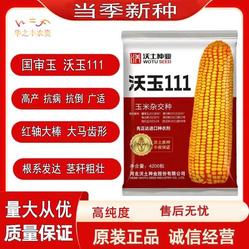 马齿型抗倒抗病玉米种子高产