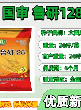 高产小麦种子鲁研128小麦种子矮杆大穗抗倒耐旱抗冻不死苗小麦种