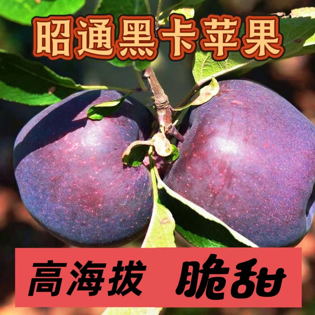 云南昭通黑卡苹果黑钻冰糖心苹果图片