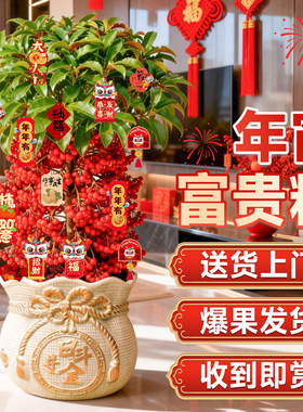 年宵花老桩富贵籽盆栽带红果黄金万两金玉满堂客厅大盆栽招财绿植