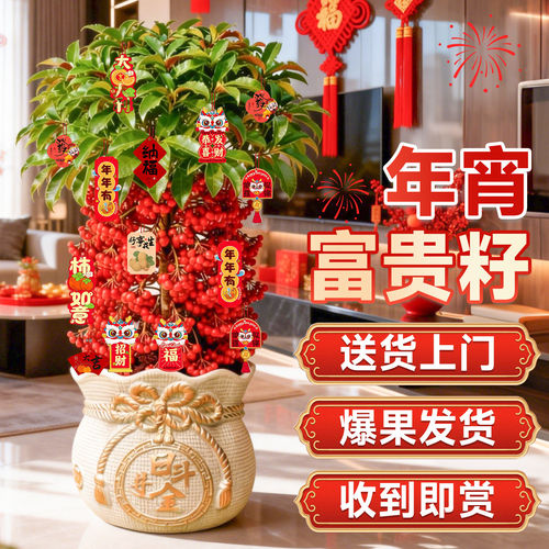 年宵花老桩富贵籽盆栽带红果黄金万两金玉满堂客厅大盆栽招财绿植