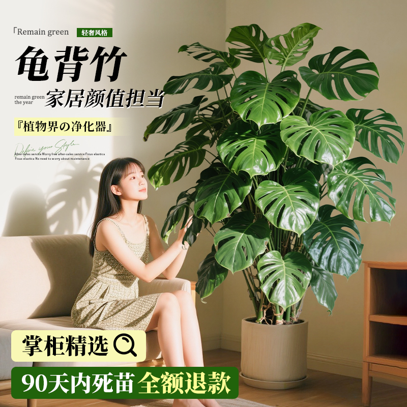 龟背竹客厅大盆栽老桩绿植盆景