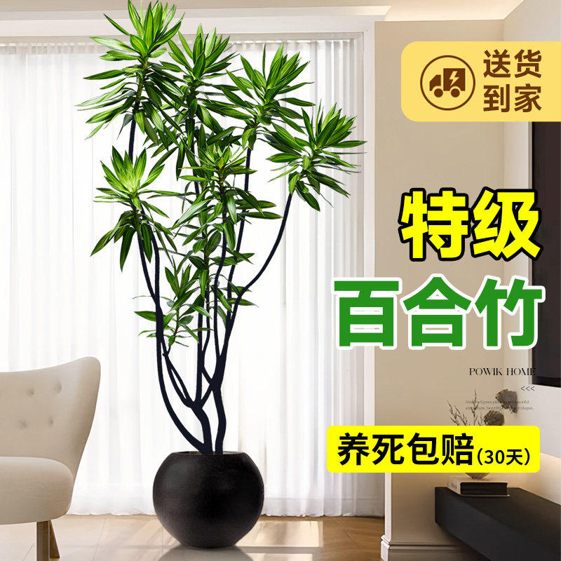 百合竹客厅绿植盆栽精品高端老桩高级感室内真花旺宅植物造型轻奢,鲜花速递/花卉仿真/绿植园艺,造型盆景,淘宝优惠券,粉丝福利购,淘宝优惠卷