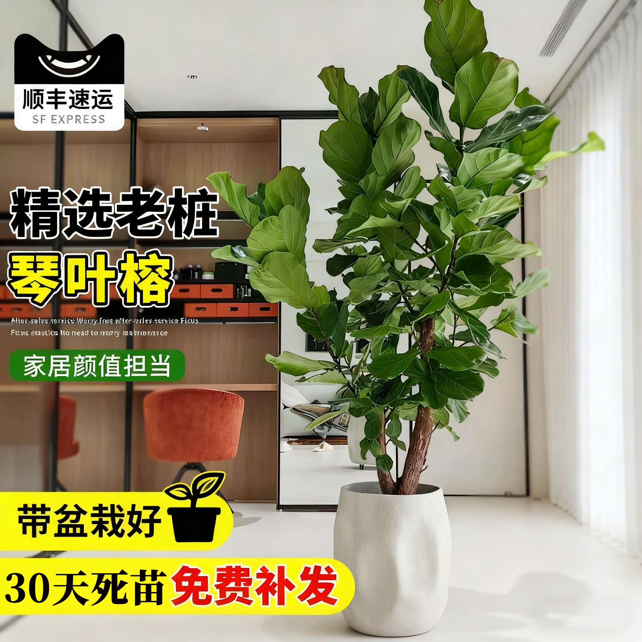 琴叶榕客厅绿植室内好养老桩盆栽