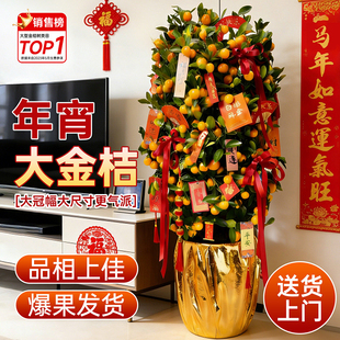 金桔树盆栽带果客厅绿植室内大型植物桔子橘子树苗花卉年桔桔树