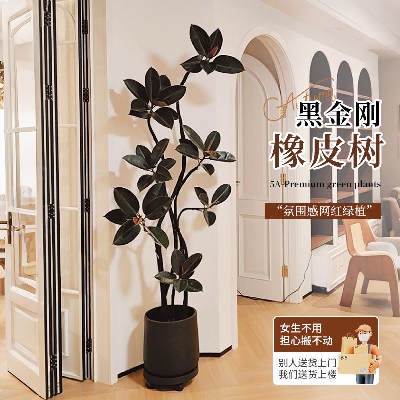 黑金刚橡皮树大盆栽客厅室内大型拗造型绿植办公室四季好养真植物,鲜花速递/花卉仿真/绿植园艺,大型绿植/成品组合盆栽,淘宝优惠券,粉丝福利购,淘宝优惠卷