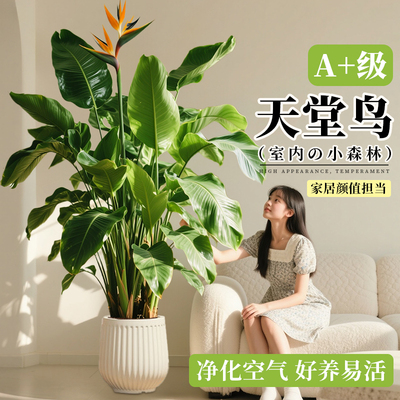 天堂鸟客厅高端绿植大型植物盆栽