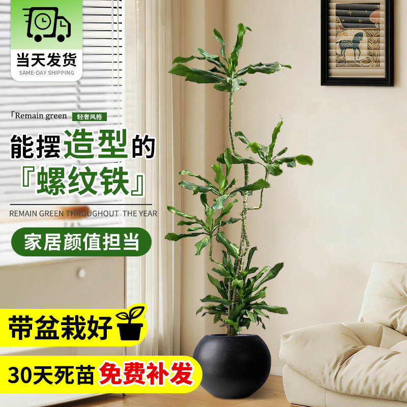 网红真树螺纹铁植物大型室内落地绿植客厅造型盆景四季好养螺旋铁,鲜花速递/花卉仿真/绿植园艺,大型绿植/成品组合盆栽,淘宝优惠券,粉丝福利购,淘宝优惠卷
