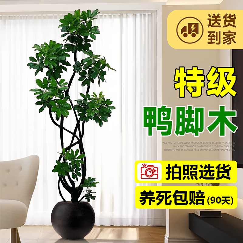 鸭脚木客厅高级感植物室内大盆栽