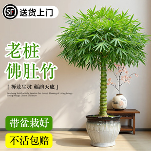 老桩盆景佛肚竹盆栽室内绿植物罗汉竹发财竹文昌竹小叶簕竹内门竹