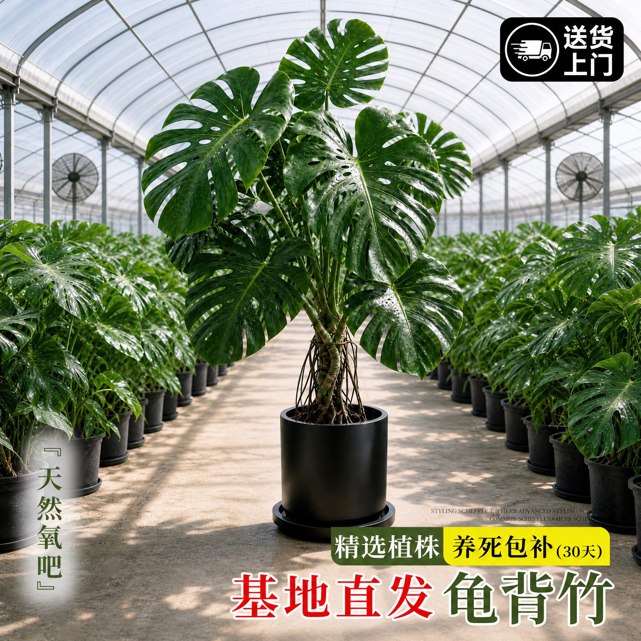 龟背竹客厅大盆栽基地直发植物