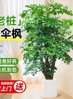 幌伞枫老桩原生幸福树大型客厅绿植盆栽室内粗杆室内厂区庭院植物