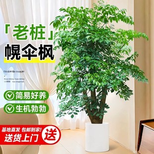 幌伞枫老桩原生幸福树大型客厅绿植盆栽室内粗杆室内厂区庭院植物