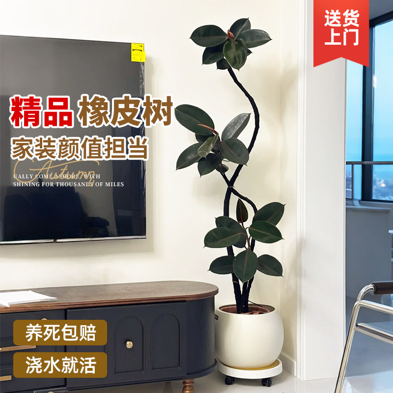 黑金刚橡皮树网红造型室内客厅大型绿植好养耐活办公室氛围植物,鲜花速递/花卉仿真/绿植园艺,大型绿植/成品组合盆栽,淘宝优惠券,粉丝福利购,淘宝优惠卷