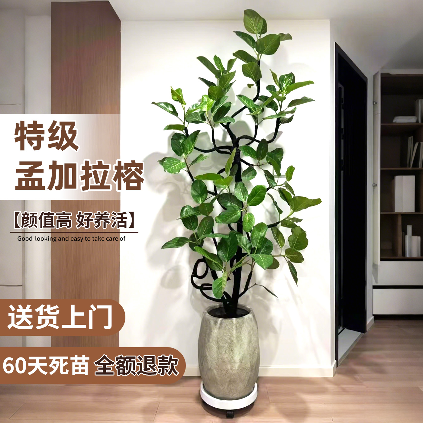 孟加拉榕造型飘枝盆栽大型绿植简约百搭榕树室内客厅落地净化空气