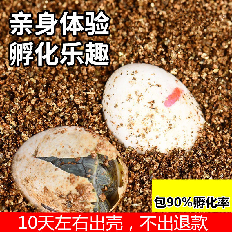 可孵化乌龟孵化蛋包90%孵化率10天左右出壳亲身体验孵化乐趣