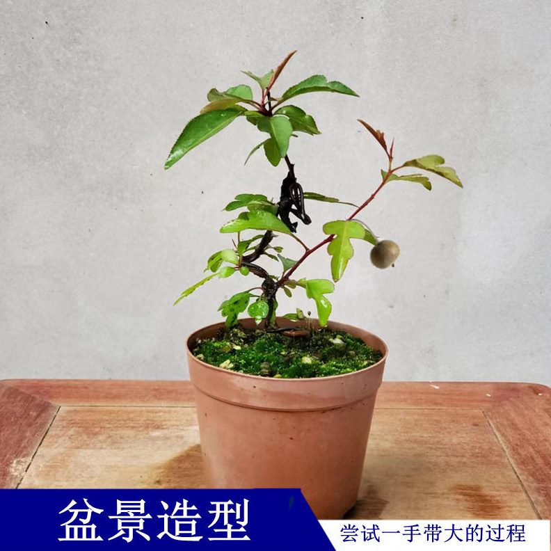 盆栽白花粉室內(nèi)桌面棠微型迷你盆景綠植甘棠蕊梨甘之如飴