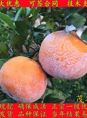 嫁接高糖特晚熟茂谷柑橘子果树苗