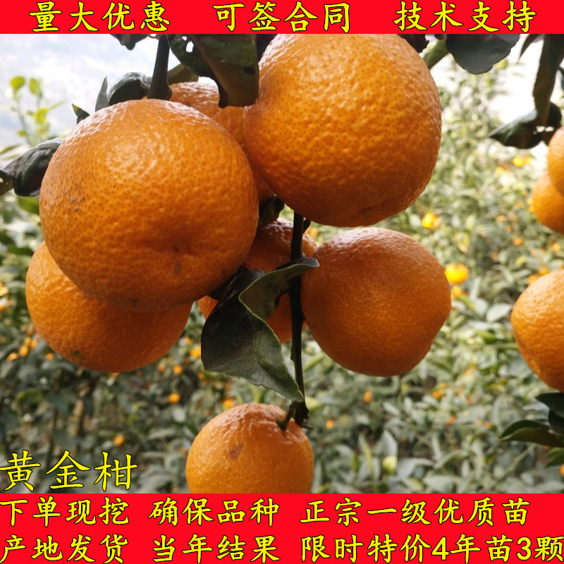 特产纯甜黄金柑黄果柑桔橘子树苗