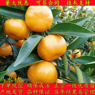 广东特产阳春甜橘马水桔橘子树苗