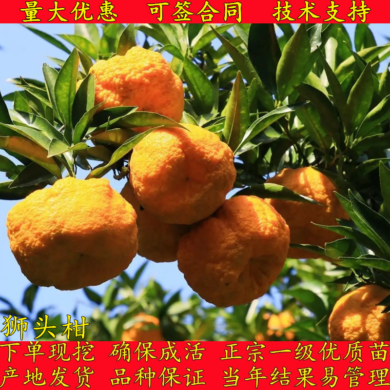 嫁接旬阳狮头柑橘冬青柑桔子树苗