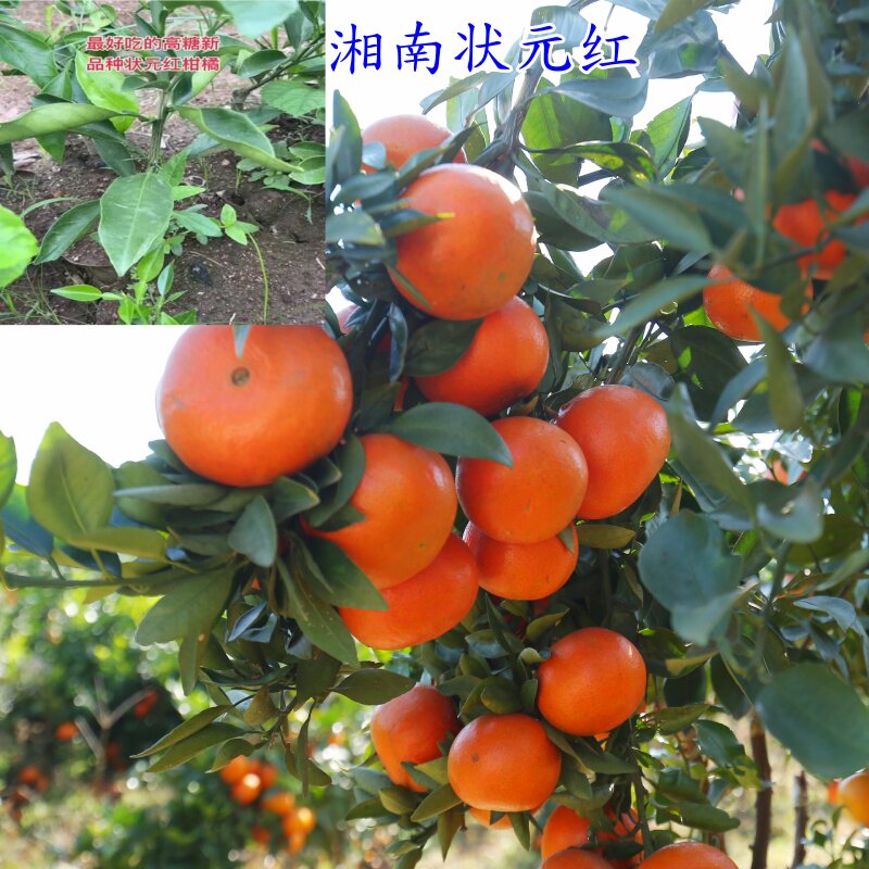 嫁接高糖湘南状元红柑橘桔子树苗