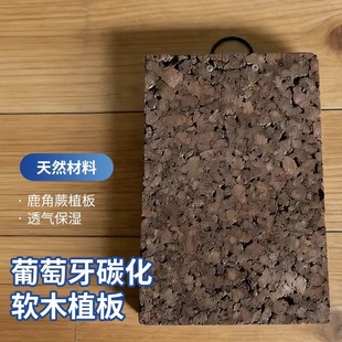 碳化软木板鹿角蕨挂板石斛背板苔藓上板加厚植物板室内种植木背板