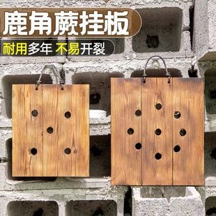 鹿角蕨板挂板定植板种植板挂墙绿植苔藓蕨类植物盆栽壁挂热植花盆