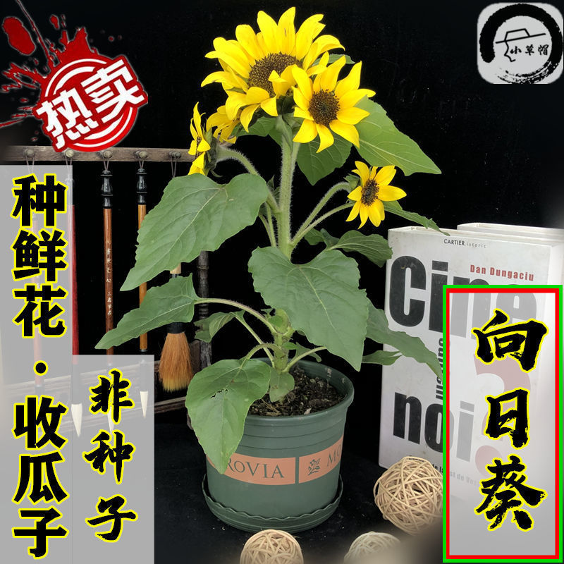 向日葵鲜花向日葵花盆栽微笑阳台室外植物成品观赏花苗带花苞