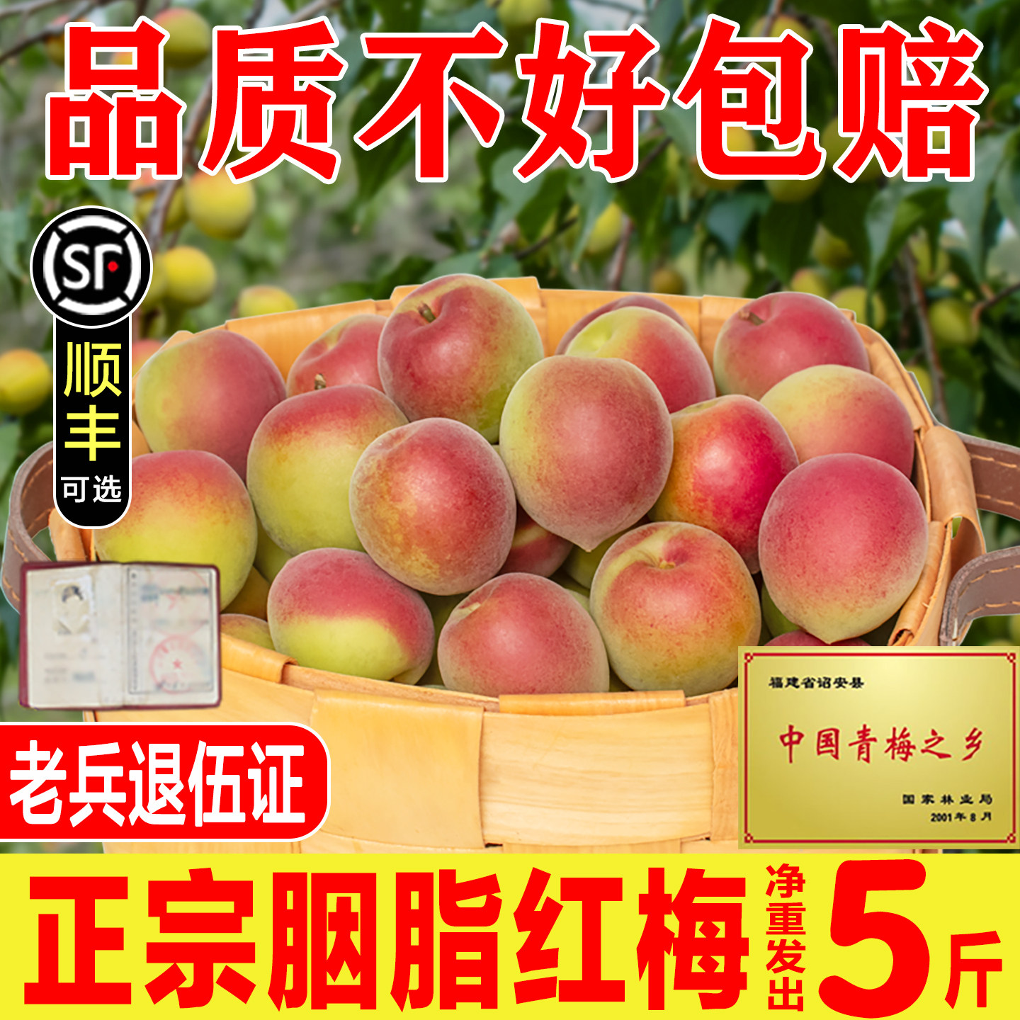 诏安胭脂梅新鲜青梅鲜果泡酒专用红梅野生酸脆梅子孕妇整箱包邮