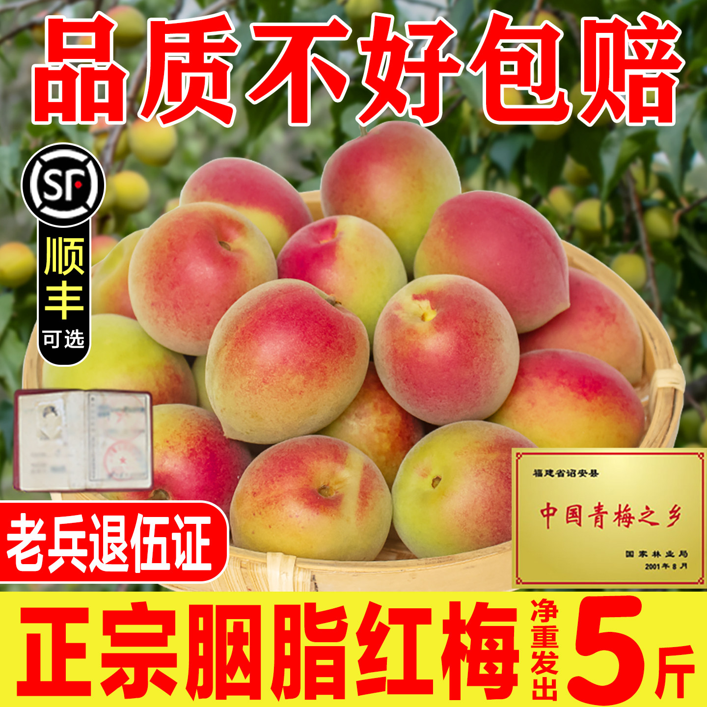 胭脂梅泡酒青梅鲜果福建现摘红梅新鲜高山野生黄梅酵素生酸脆梅子