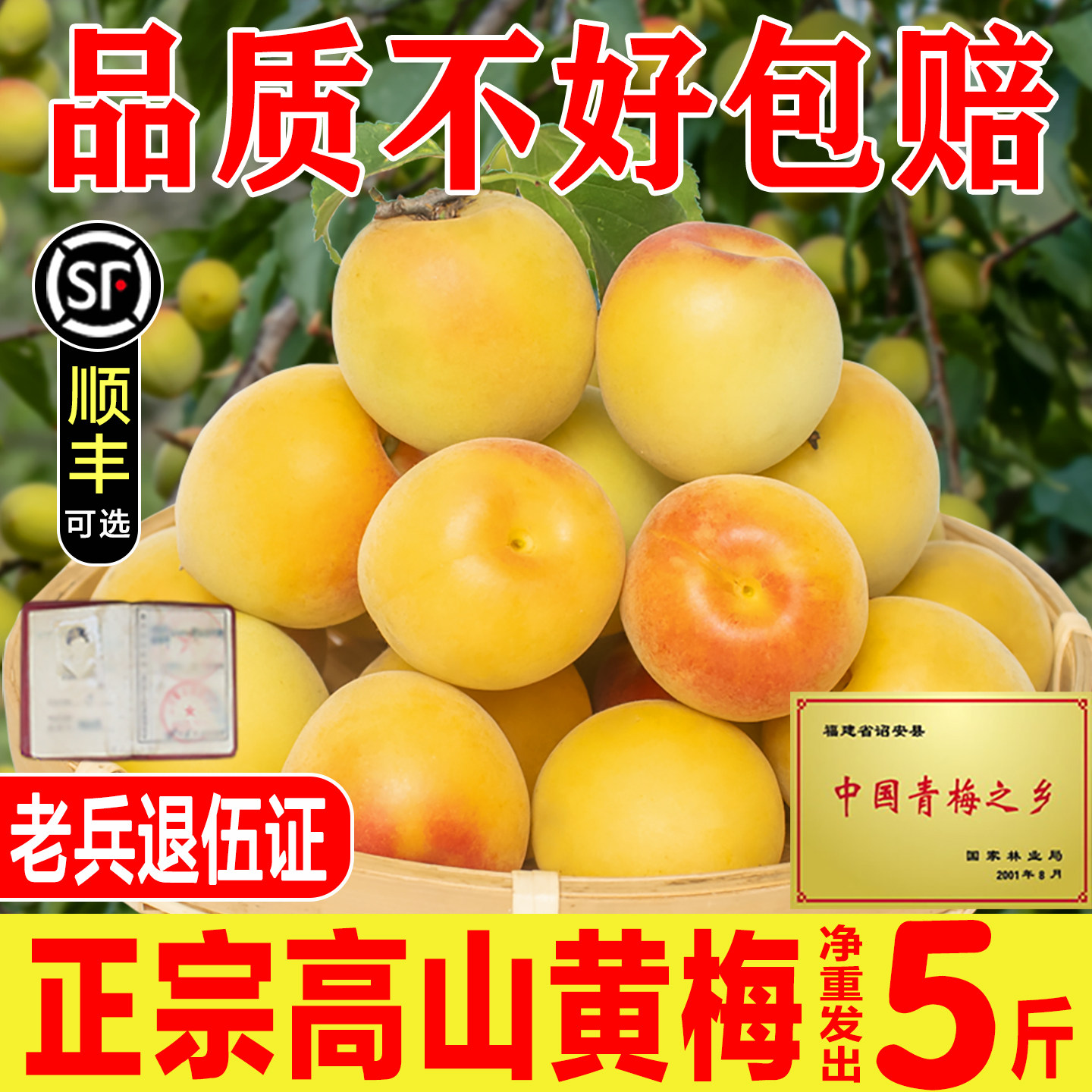黄梅新鲜青梅果福建诏安高山野生酸梅子黄梅泡酒酵素专用黄梅鲜果