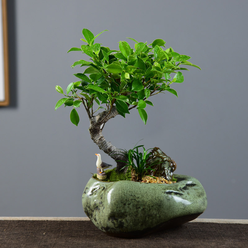 小叶榕树盆景造型绿植室内虎皮榕办公桌盆栽四季常青好养美观植物