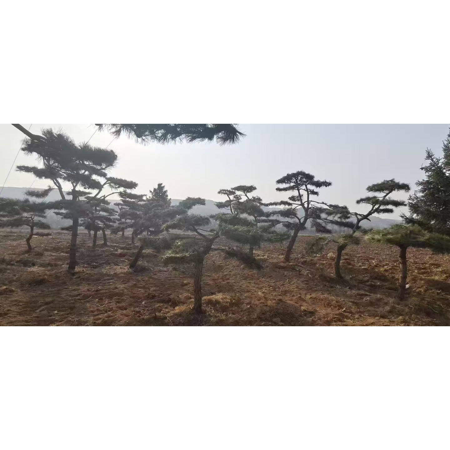 造型油松华山白皮松树苗荒山绿化小区庭院别墅龙爪柿子树山楂树
